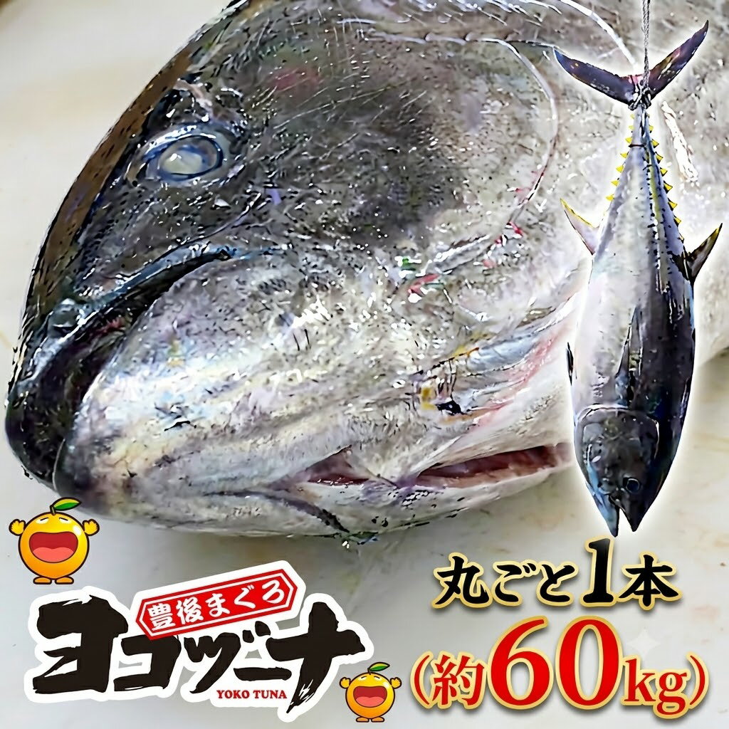 【ふるさと納税】マグロ まるごと1本 約60kg ※解体・カットなし | 豊後まぐろヨコヅーナ 大分県津久見市産 本マグロ 本まぐろ 本鮪 丸ごと 赤身 大トロ 中トロ トロ 刺身