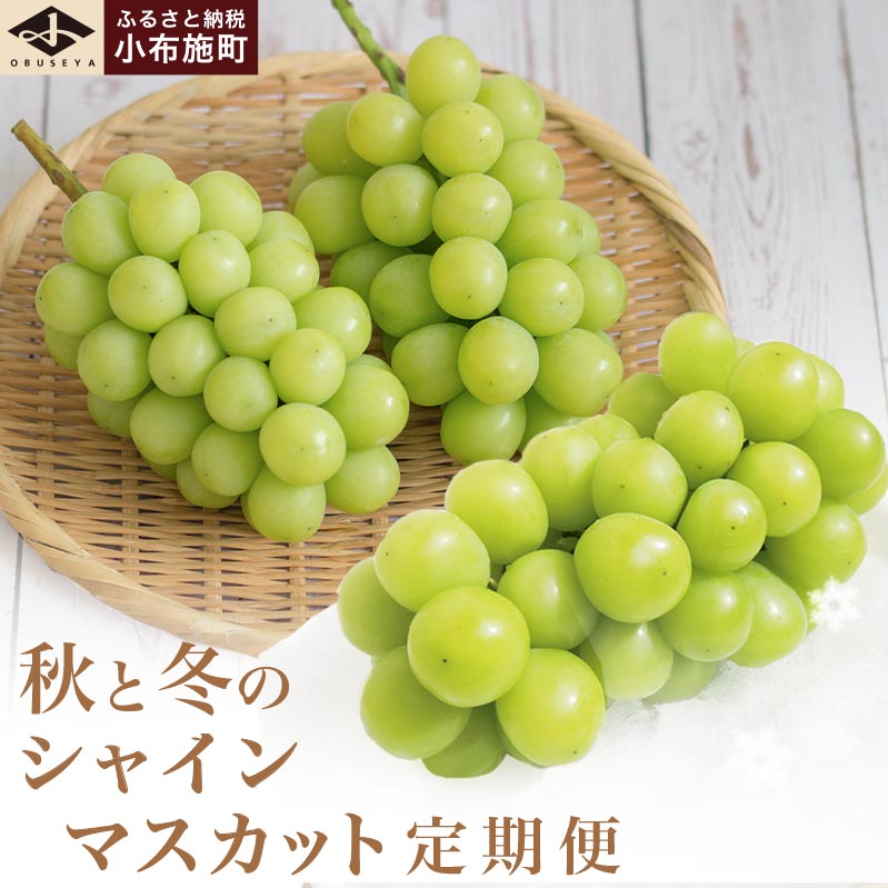 秋と冬のシャインマスカット2回定期便 約1kg × 2回 合計 約2kg ［小布施屋］ フルーツ ぶどう 果物 くだもの 葡萄 ブドウ 長野県産 信州産 クール便 冷蔵便 数量限定 先行予約 送料無料 令和8年産【2026年10月～12月発送】