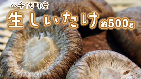 生しいたけ 約500g 椎茸 生椎茸 きのこ 八千代町産 