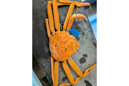 板前仕立て 松葉蟹の甲羅盛り 2個