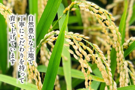 米 令和8年産 コシヒカリ 精米 5kg 3回 定期便