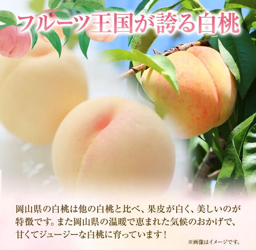 清水白桃 約1.3kg　桃 もも