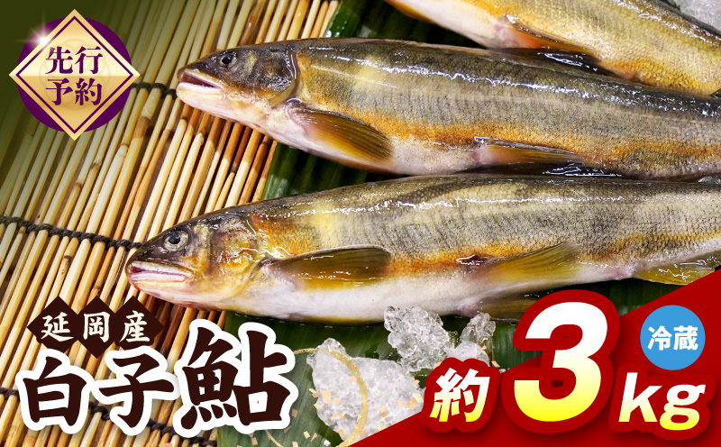 【先行予約】2026年10月下旬より発送開始【冷蔵】白子鮎約3kg N070-YC426-1