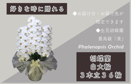 3本立て 胡蝶蘭 36輪～39輪 白色【木製大型木札 または メッセージカード 付き】