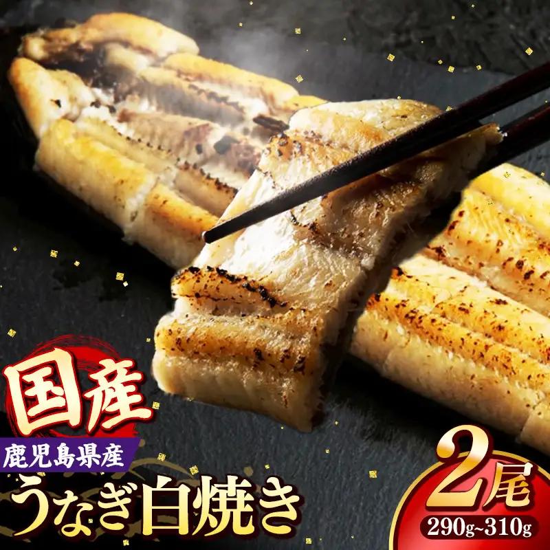 国産 うなぎ 白焼き（鹿児島県産） 2尾 (290〜310g) 【国産100％ 鰻 ウナギ 白焼 土用丑の日 丑の日 冷凍 魚介 海鮮 おかず お祝い ご褒美 贅沢 おすすめ 人気 花立山養鰻 福岡県 筑前町 HY005】