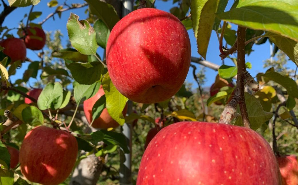 ＜11月下旬頃よりお届け＞北海道壮瞥産りんご サンふじ 約5kg(14〜20玉)【ご家庭用】 SBTK015