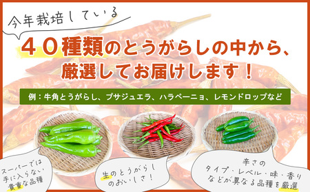 【十色とうがらしファーム】とうがらし　旬の品種詰合せ　【11100-0805】
