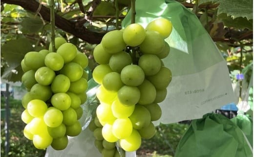 
            石橋果樹園 シャインマスカット 1.4kg
          