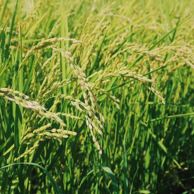 ふるさと納税 富良野市 【玄米】令和7年産米　富良野産　栽培期間中出来るだけ農薬を減らして作った　ななつぼし　10kg |  | 02