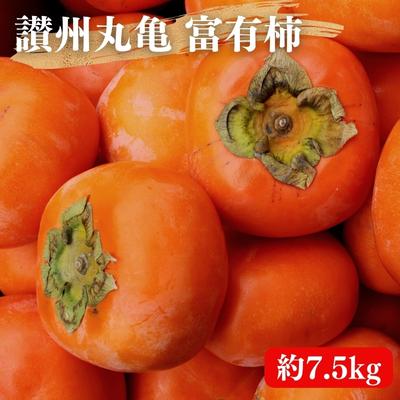 【ふるさと納税】 富有柿 約7.5kg 讃州丸亀 柿 甘柿 フルーツ 果物 デザート おやつ 旬 産地直送 冬の味覚 旬の果物 旬のフルーツ お取り寄せ 取り寄せ 送料無料 香川県 香川 10月中旬より発送開始　お届け：2025年10月中旬-12月中旬