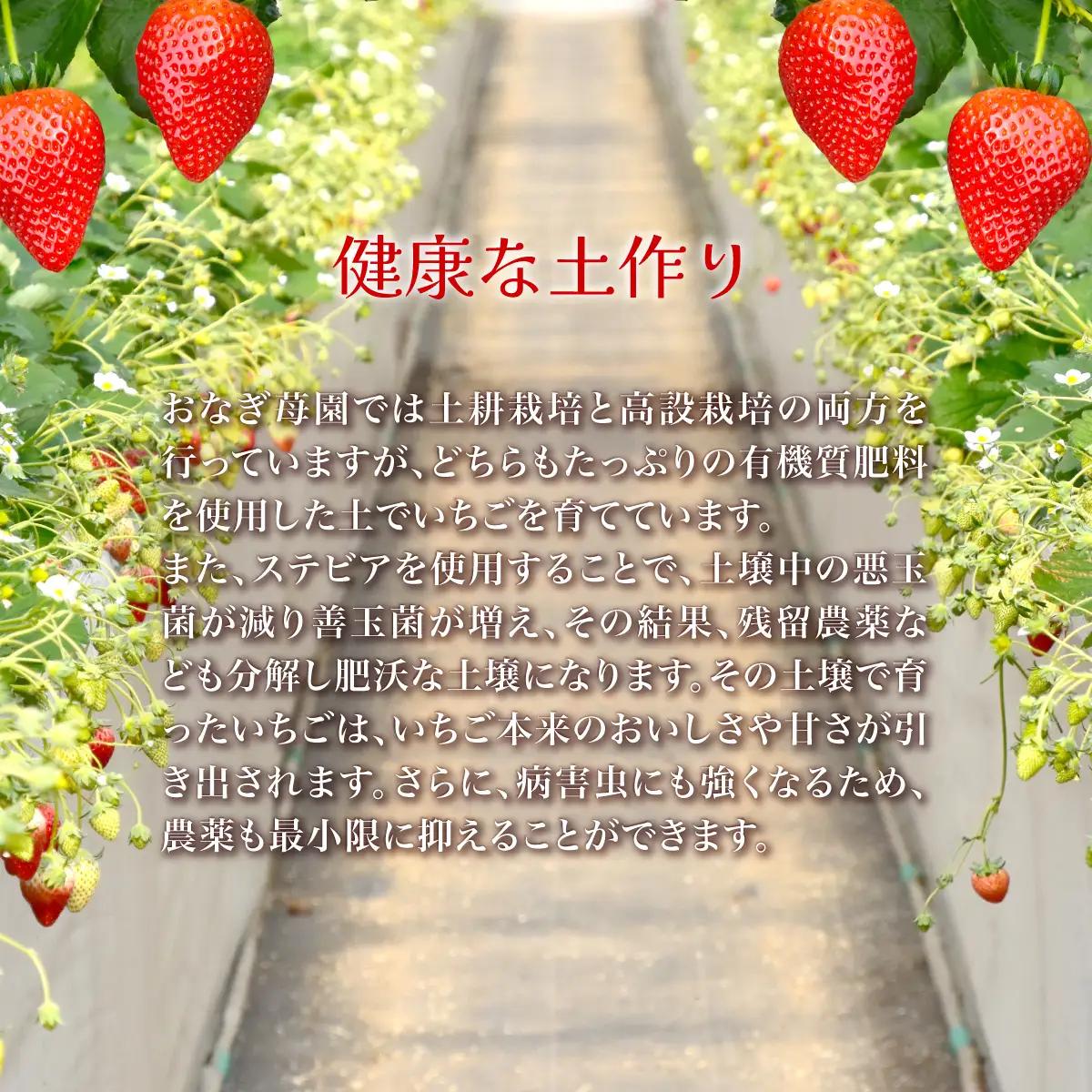 【先行予約】【1月下旬から発送】赤い宝石 おなぎ苺園のジュエルベリー 完熟いちご とちおとめ 約500g SMCO001