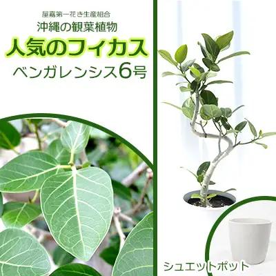 沖縄の観葉植物 フィカス ベンガレンシス6号 シュエット鉢ポット 観葉植物
