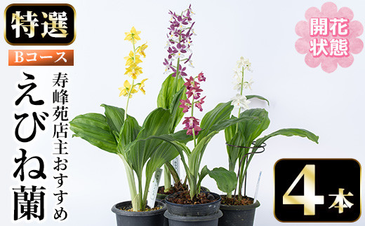 
            【個数限定】開花済 のものをお届け! 寿峰苑特選えびね蘭　店主おすすめ開花済Bコース（4本） 鹿児島 冠岳 で育った 蘭〈お届け時期:3月下旬から4月中旬まで〉【C-217H】
          