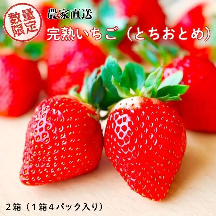 【先行予約／数量限定】農家直送　鮮度抜群の完熟苺　いちご（とちおとめ）4パック入り×2箱