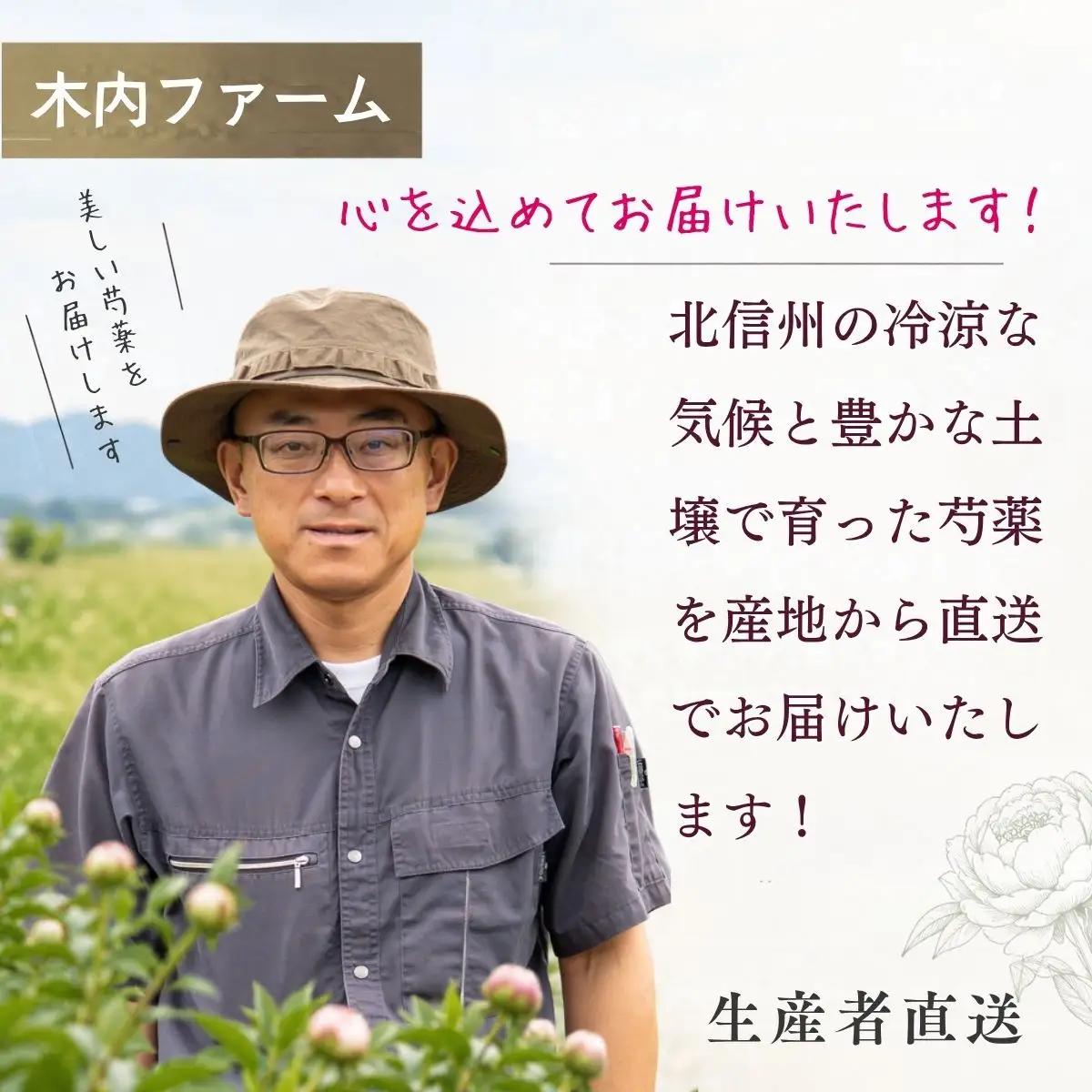 【先行予約】芍薬 切花 おまかせ2?3品種 25本セット | 木内ファーム