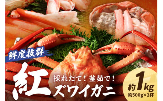 採れたて！釜茹で！　紅ズワイガニ　2杯 かに 姿 紅ずわい 国産 期間限定 冷蔵  蟹 お取り寄せ 高級 おすすめ 旬 カニ味噌 かに味噌 ベニズワイガニ 簡単 ボイル済 500g