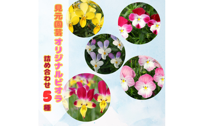 【先行予約】オリジナルビオラ詰め合わせ（5種）＜2025年11月〜発送＞ / 花 インテリア 苗 自然 ナチュラル 緑 栽培 趣味 【見元園芸】 [ATHY006]