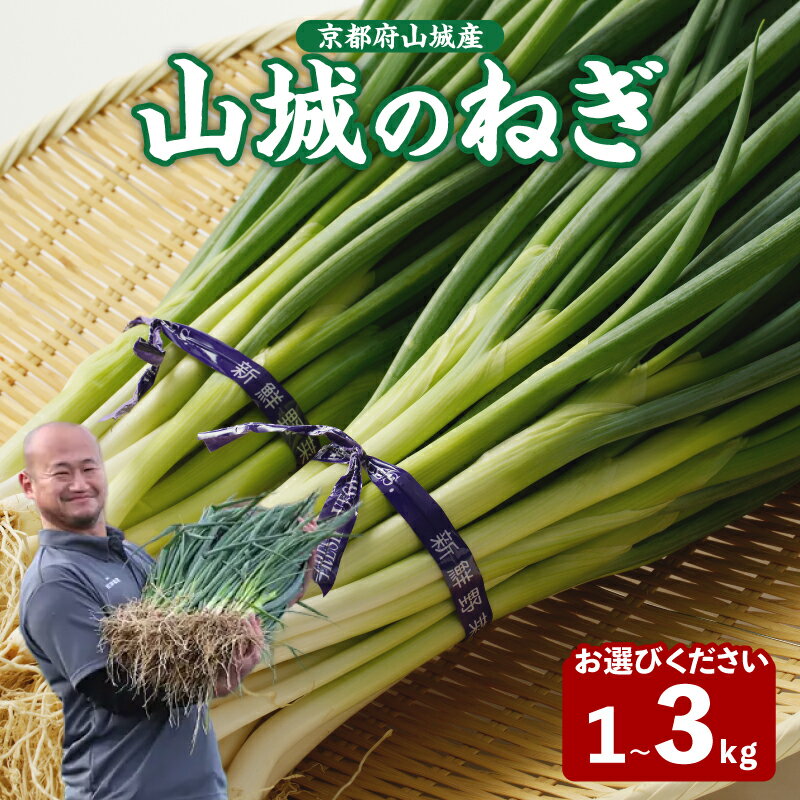 【ふるさと納税】《レビューキャンペーン》 山城のねぎ 選べる内容量 (1kg・2kg・3kg) 京野菜 ねぎ 秋田農園