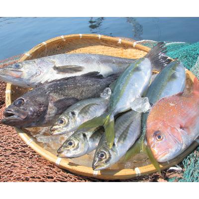 ふるさと納税 越前町 【越前港直送】朝獲れお魚詰め合わせ　　　　6種類