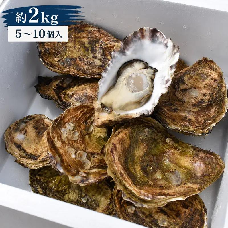 多度津白方 りょうせん 大粒夏牡蠣約２kg（生食用）【B-77】