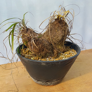 キセロフィタ トリコフィラ (発根管理済) A005｜観葉植物 コーデックス 盆栽 鉢植え インテリア ハコネコ [0686]