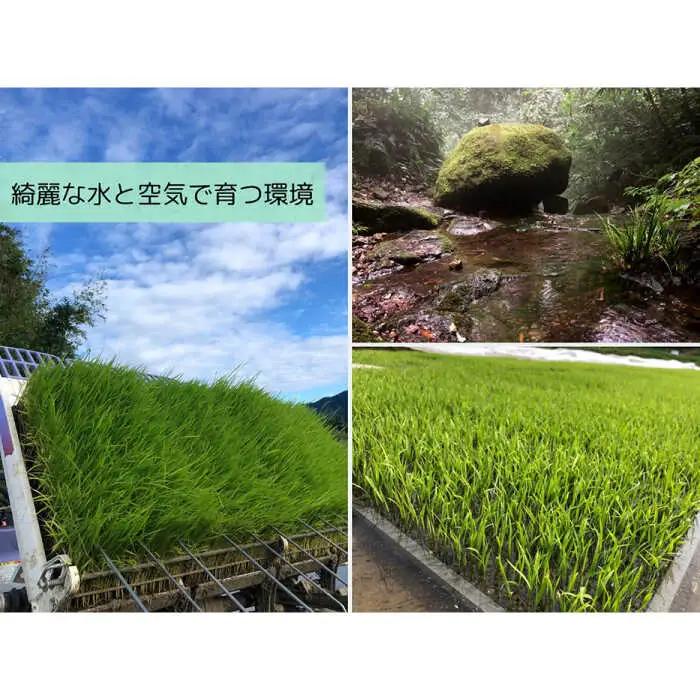 きぬむすめ 無洗米 10kg / 無洗 【ALBW011】