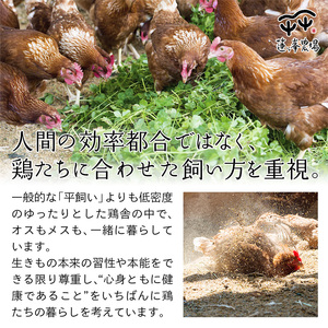 平飼いたまご 50個×月2回×6ヶ月 【 定期便 平飼い卵  卵定期便 たまご定期便 非遺伝子組み換え 自家配合 たまご タマゴ  平飼い 卵 国産 純国産鶏 もみじの平飼い卵 京都奥丹波 綾部 京都