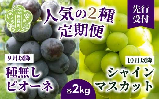【定期便2回】種無しピオーネ シャインマスカット 各2kg 安井農園 ぶどう ブドウ 葡萄 ピオーネ フルーツ 果物 くだもの 産地直送 世羅 A009-06