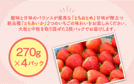 新旧2種食べ比べセット（とちおとめ、とちあいか）290g×4パック　1.16kg以上【先行予約 数量限定 栃木県 果物 くだもの フルーツ 苺 イチゴ 】 ※2024年1月上旬～5月下旬頃に順次発送予