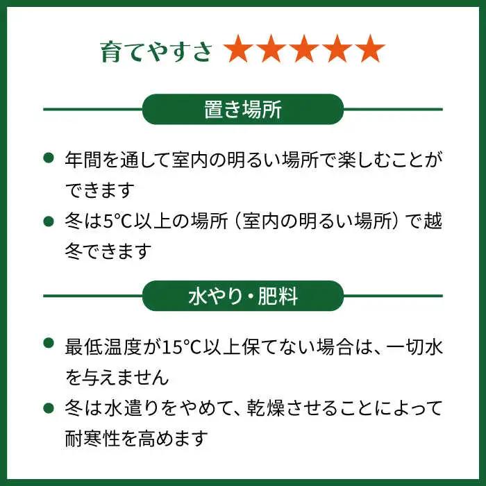 マイナスイオン発生植物『 サンスベリア ・ ムーンシャイン 』  糸島市  / cocoha [AWB024] 観葉植物 インテリア