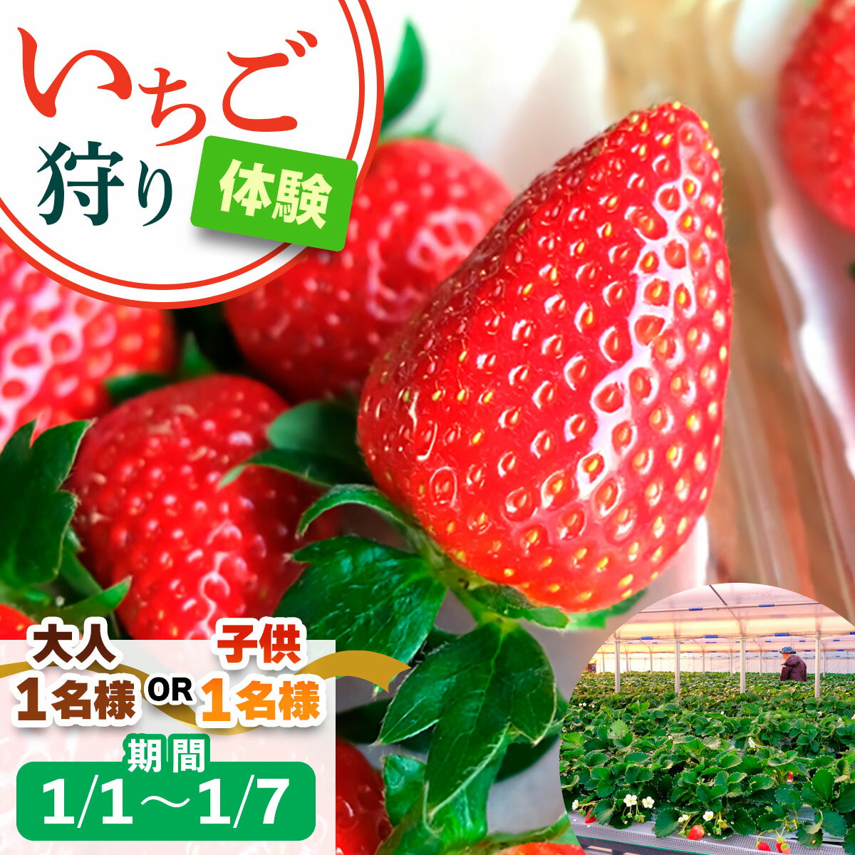 【ふるさと納税】[1月1日から1月7日] いちご狩り体験 1名様 奈良のブランド (あすかルビー)｜イチゴ農園 果物 フルーツ 親子 体験チケット いちご狩り農園 奈良県 [3049p-3050]