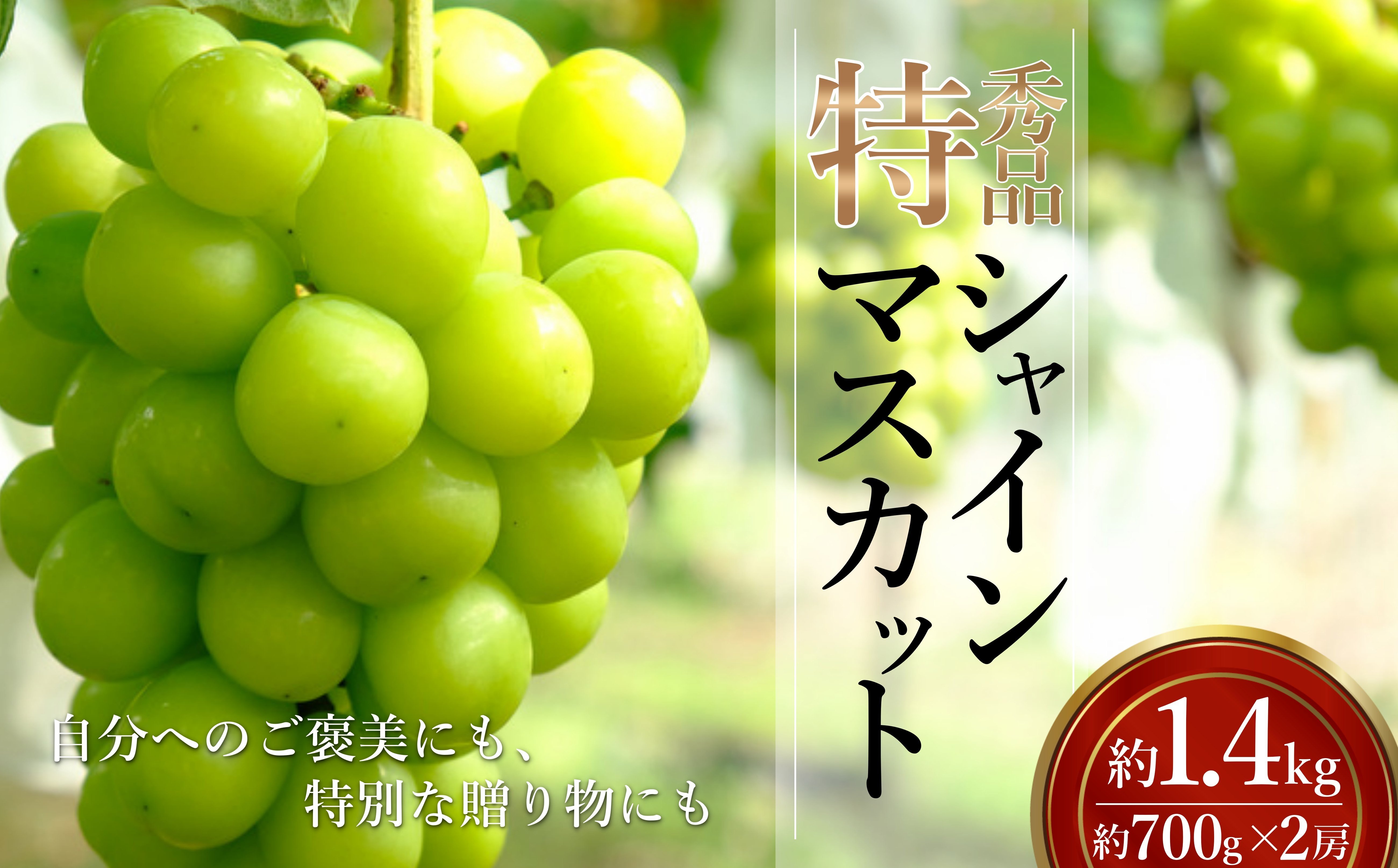 
            【2026年発送】「特秀」シャインマスカット約1.4kg(約700g×2房)_H246(R8)
          