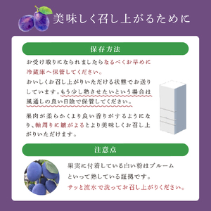 【先行受付】 プルーン サンプルーン 1kg 北海道 芦別市 大橋さくらんぼ園