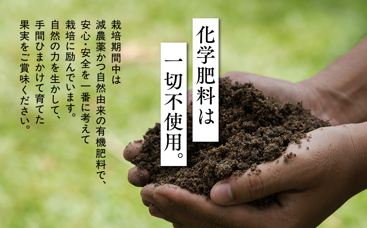 【10月発送】贈答用早生ふじ5kg【今井農園】≪hi-0064-011≫