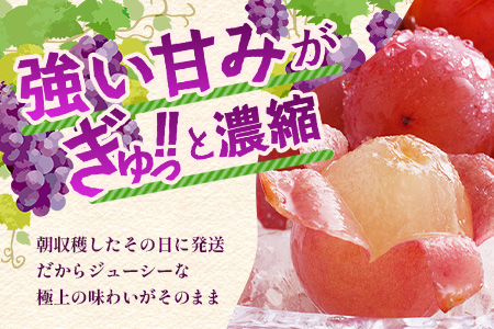 【先行予約】ぶどう クイーンニーナ 約2kg 3～4房【2026年8月下旬～9月下旬配送予定】朝採れ即日発送 新鮮 生産者直送 果物 フルーツ 冷蔵便 佐賀県 鹿島市 送料無料 C-39