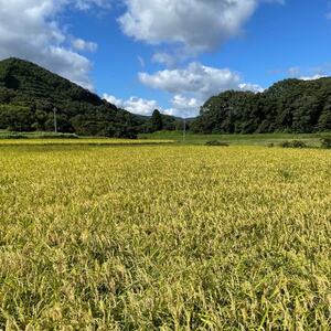 【毎月定期便】特別栽培米「糸原家のお米」高野町産コシヒカリ10キロ(5キロ×2袋)(玄米)全3回【4070787】