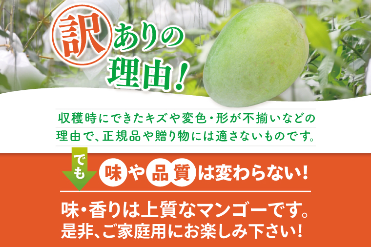 【2026年6月より順次発送】【先行予約】★訳あり★アーウィンマンゴー 3～6玉(約1.5kg)【白箱】 ご家庭用｜マンゴー アーウィンマンゴー アーウィン フルーツ 果物 くだもの おきなわマンゴー