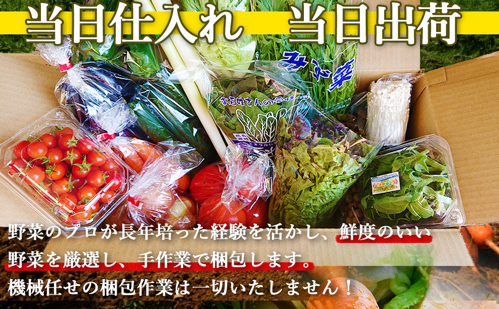 【定期便 偶数月コース】野菜のプロ40年が届ける 厳選野菜セット！ 野菜・フルーツ 15～16品目 詰め合わせ