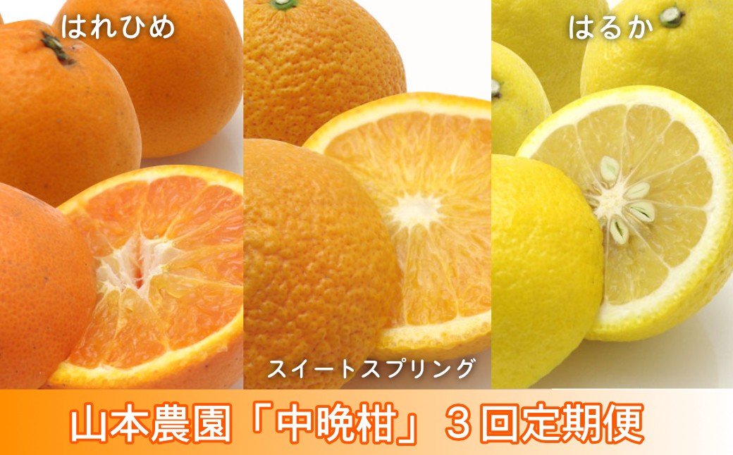 
                  【定期便セット】太良町 山本農園の「中晩柑」3回コース（1月～3月、4.5㎏×3回）
                