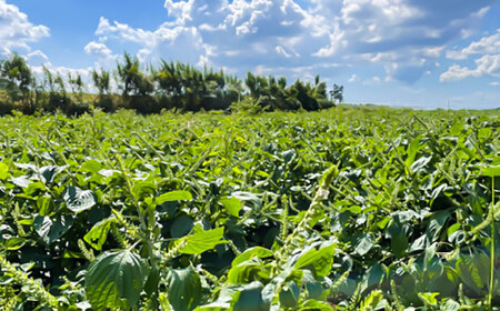 【全6回定期便】きくちのえごま油 計90g(45g×2本) / 調味料 えごま えごま油 熊本県 サラダ スープ 納豆 卵かけごはん 冷奴 味噌汁 ヨーグルト 生 菊陽町【菊池えごま生産組合】[BHA