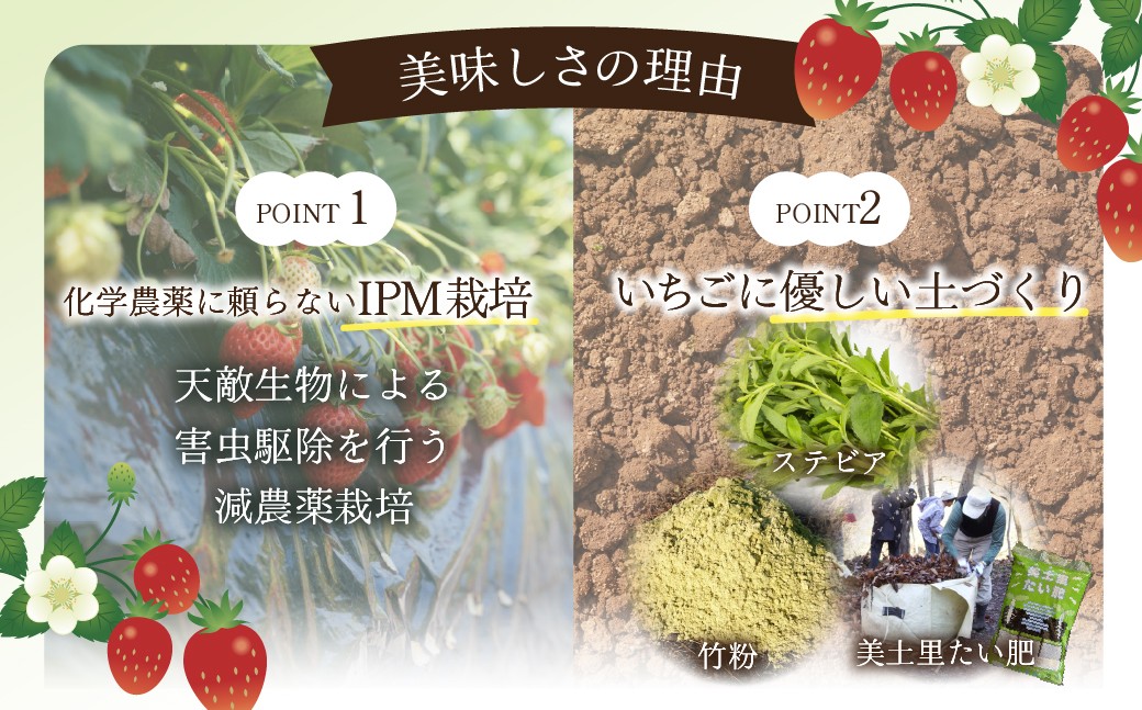 いちご イチゴ 苺 とちあいか 第2回いちご選手権金賞 ブランドいちご ストロベリー 完熟 甘い あまい 果物
