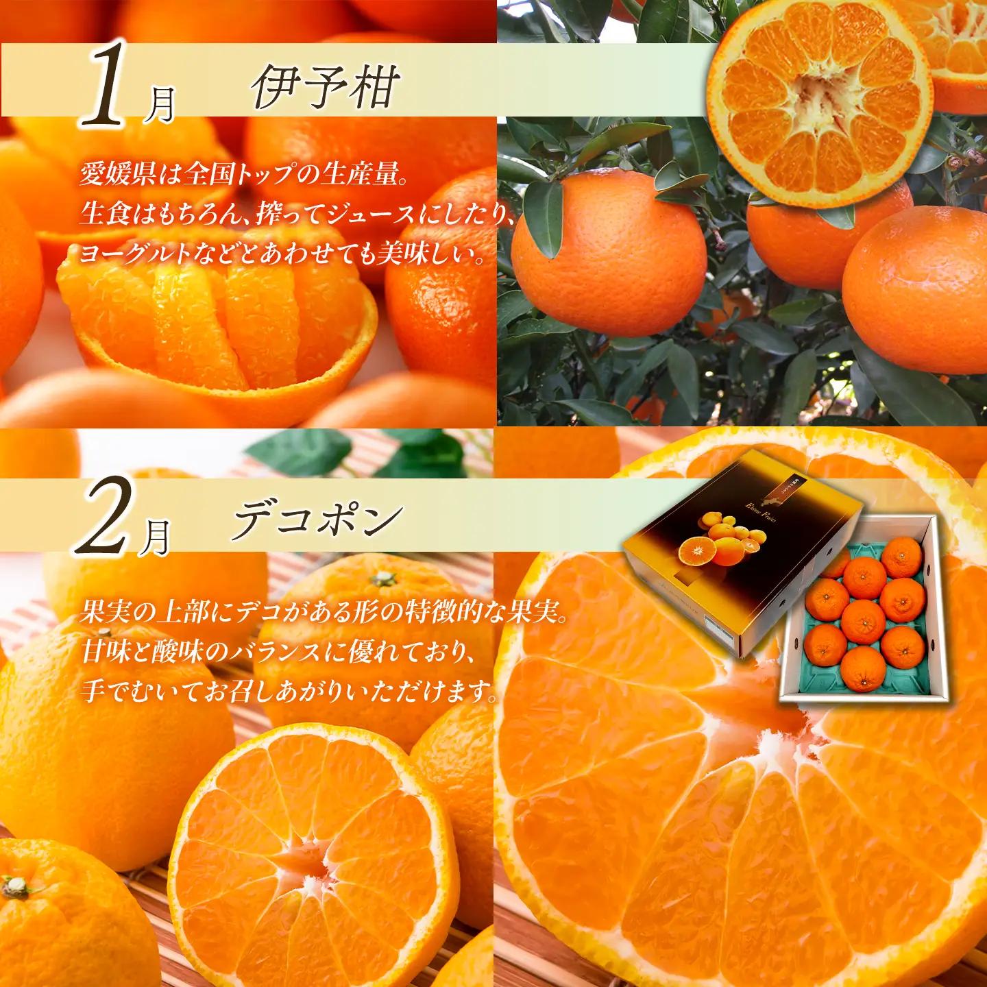 【先行予約】えひめ かんきつ定期便（全6回・11月～発送）【紅まどんな せとかなど】 