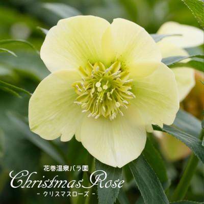 ふるさと納税 花巻市 花巻温泉バラ園で育った「クリスマスローズ」苗<2027年2月中旬より順次発送>