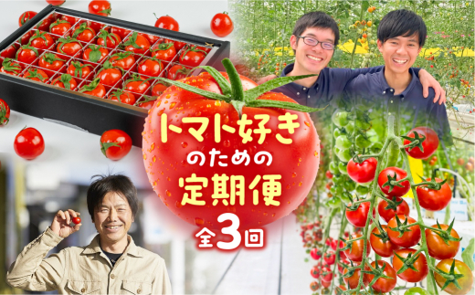 【トマト好きのための】トマト 定期便 3回 ミニトマト 1.8kg プチぷよ 24粒 Banトマト 1kg 豊橋市 トマト 定期便 3回 トマト 定期便 3回 トマト 定期便 3回 トマト 定期便 3回 トマト 定期便 3回 トマト 定期便 3回 トマト 定期便 3回 トマト 定期便 3回 トマト 定期便 3回 ミニトマト 定期便 定期便 トマト トマト 3回
