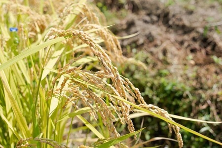 【令和7年産】【新米】 黒川まるいし農場の特別栽培米 コシヒカリ 精米 15kg(5kg×3袋) 山形県鶴岡市産　K-7129