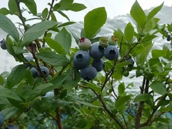 果物 ＜生産者直送＞新鮮朝取り生ブルーベリー1.5kg ｜ ブルーベリー 果物 フルーツ