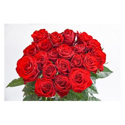 ふるさと納税 寒河江市 【赤系】薔薇の花 20本×長さ60cm (切り花延命剤付属)※ 配送不可 沖縄・離島