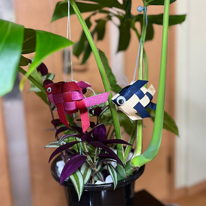 モンステラ＆観葉植物2種類寄せ植え（B1045-1）