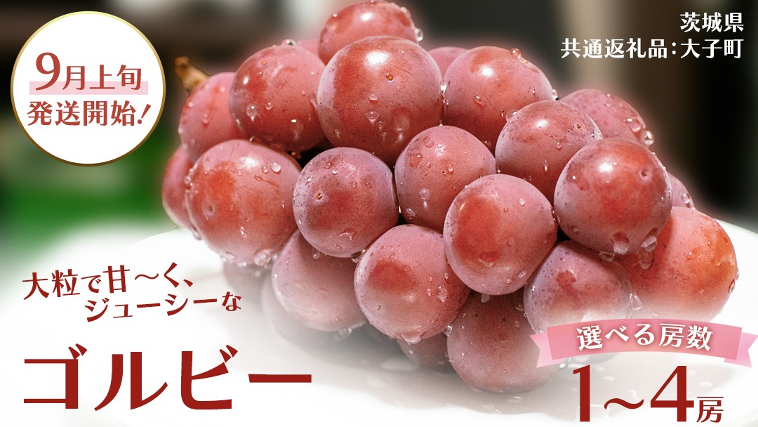 
            【 選べる 房数 】 ゴルビー １房 ２房 ４房【2025年9月上旬発送開始】(茨城県共通返礼品：大子町) ぶどう ブドウ 葡萄 果物 フルーツ 果実
          