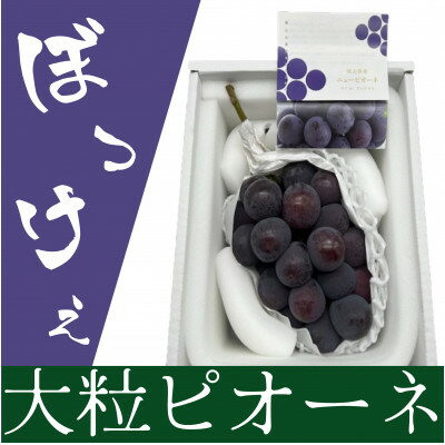 【ふるさと納税】岡山県産 ぼっけえ大粒ニューピオーネ1房(800g以上) 化粧箱入り【配送不可地域：離島】【1546680】